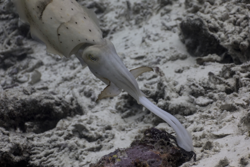 The cuttlefish strikes at the prey crab